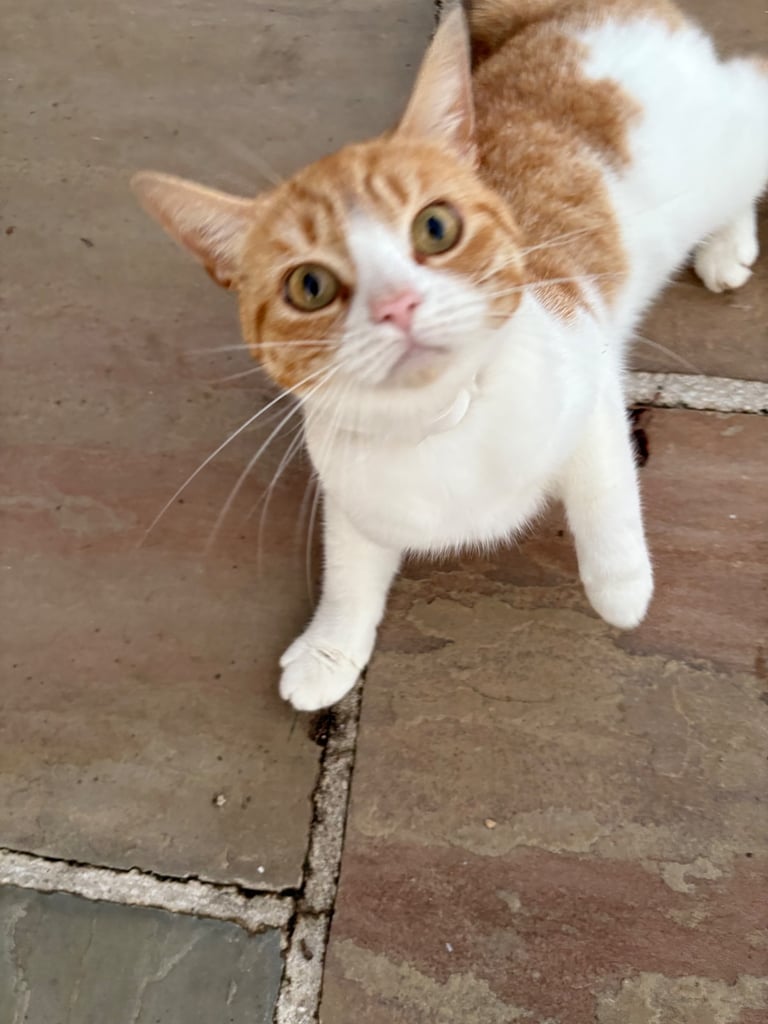 image for Ginger and white female cat 