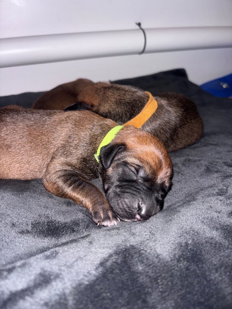 Saluki Bull Greyhound Puppies