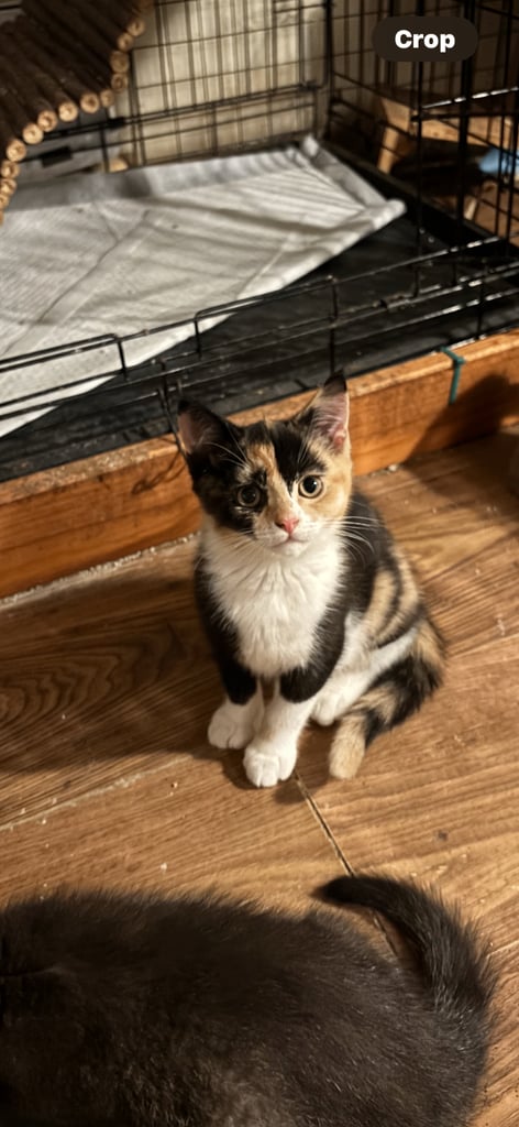 image for British shorthair x kitten