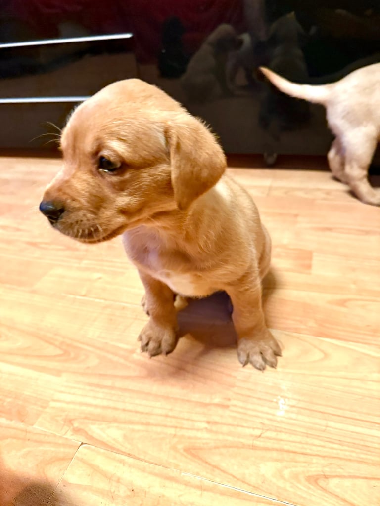 Labrador Pups - 7 Left! 
