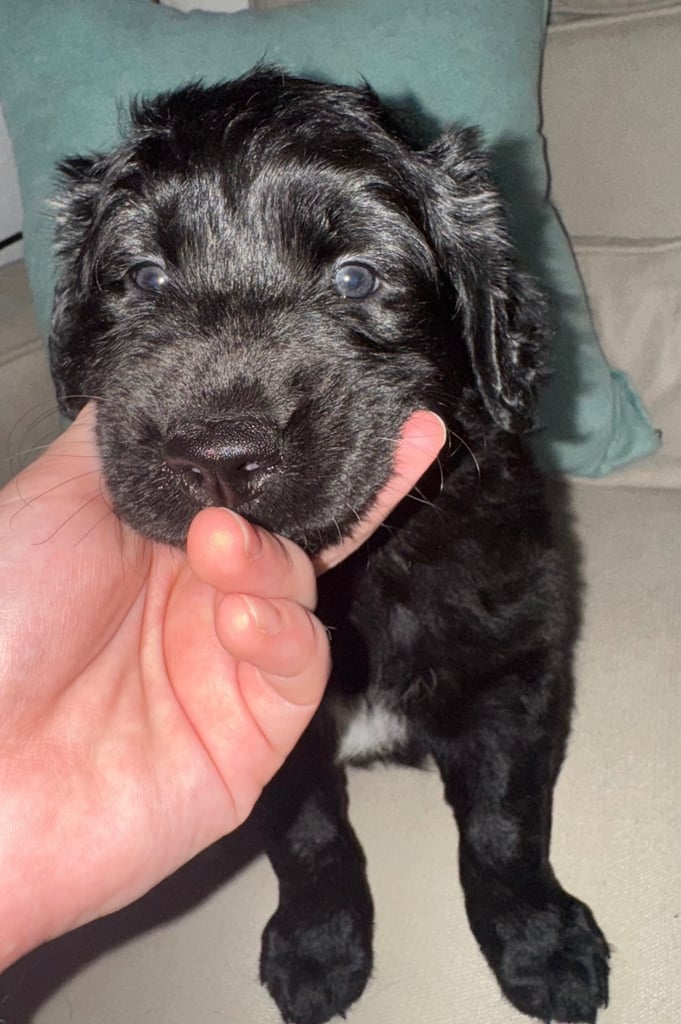 🐾 Adorable Labrador x Collie Puppy Looking for His Forever Home! 🐾