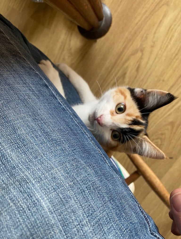5 month old Calico girl kitten