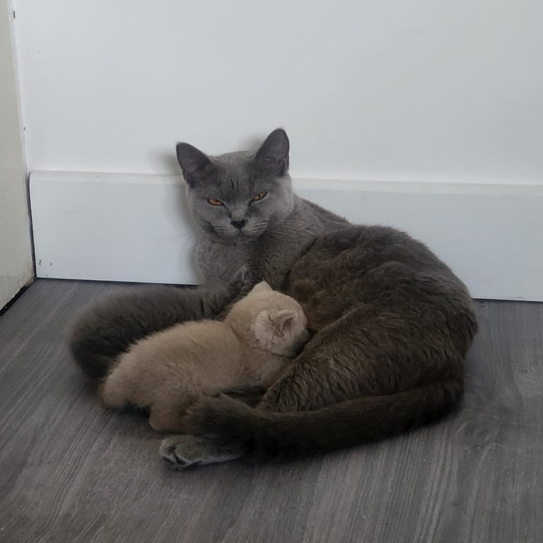 Pedigree British shorthair  