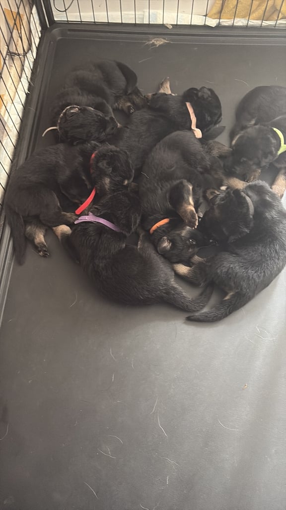 German shepherd pups 