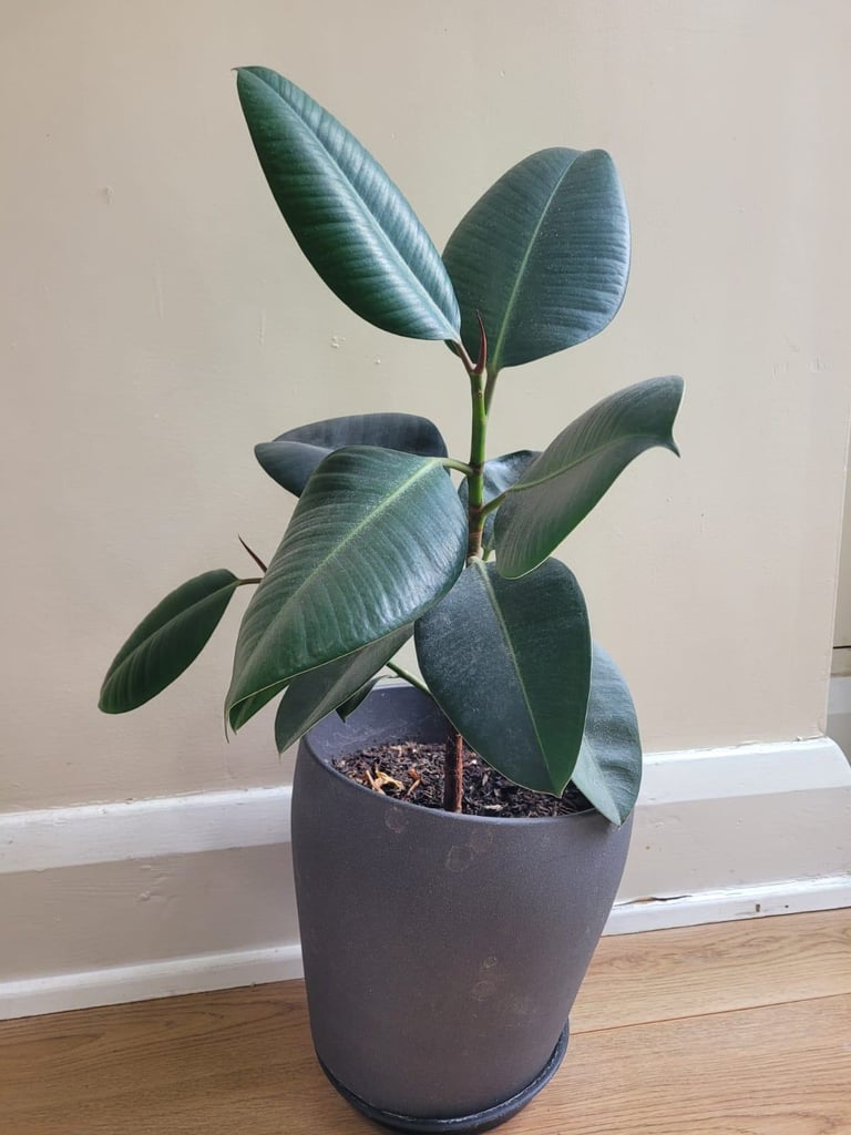 Rubber tree