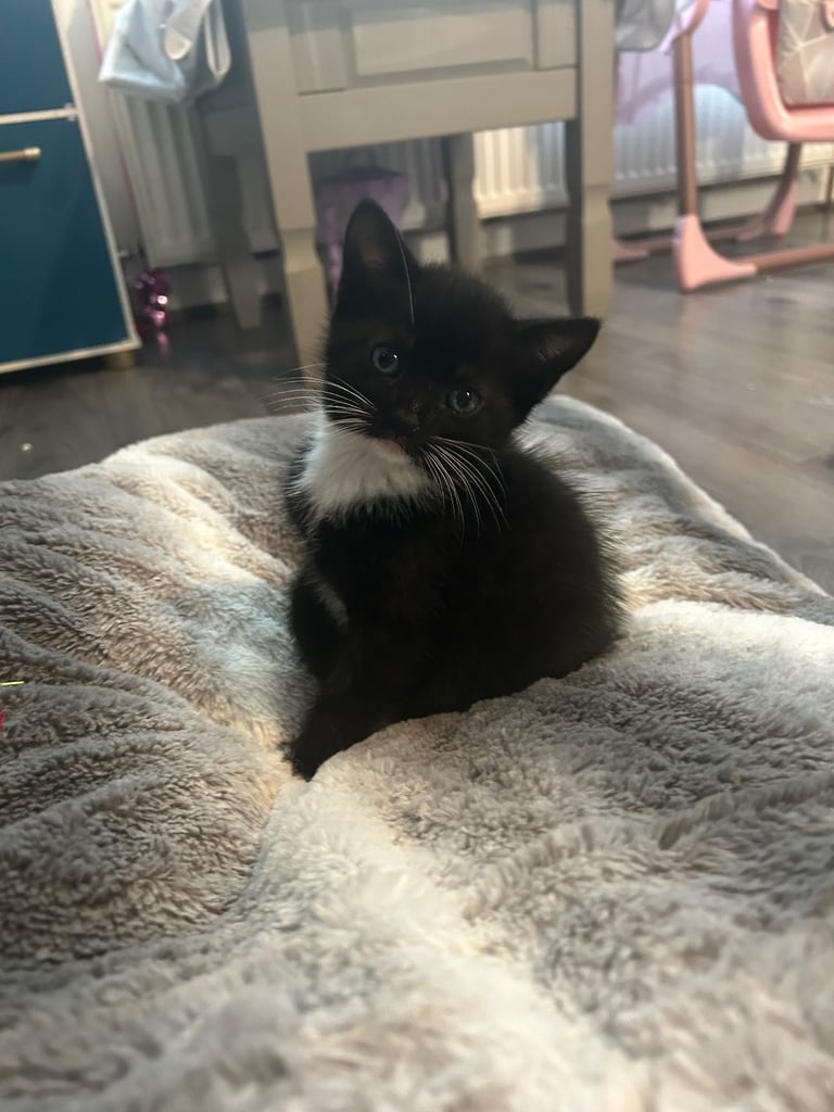 8 week old girl and boy kitten 🐈‍⬛ 