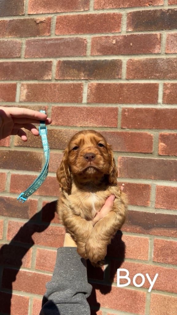 KC Cocker Spaniel Puppies