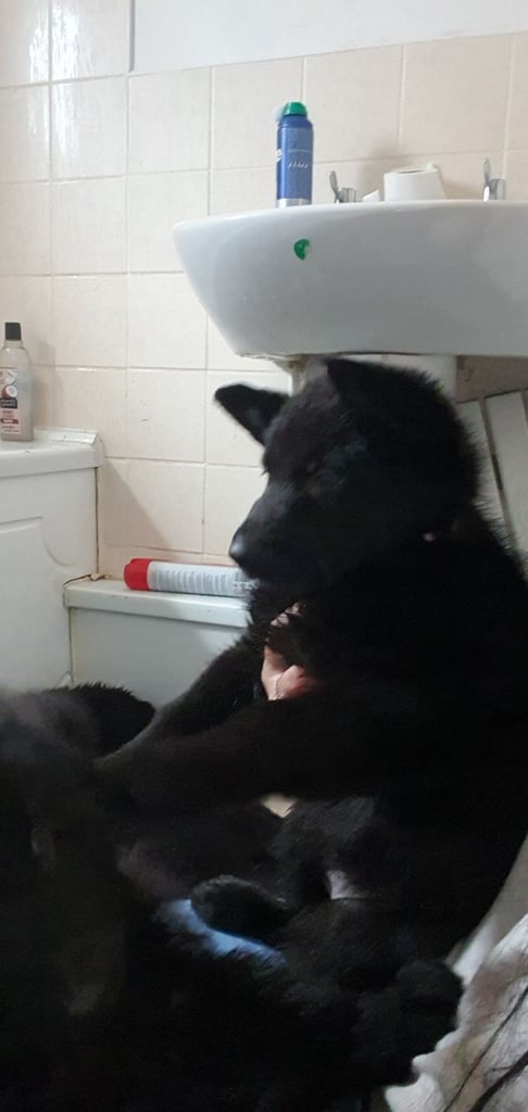 German Shepherd puppy  for sale 