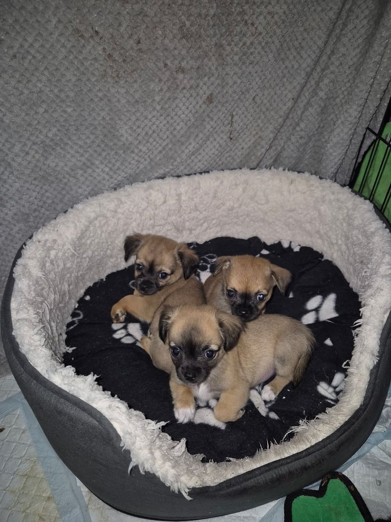 image for Chug puppies (only 3 left)