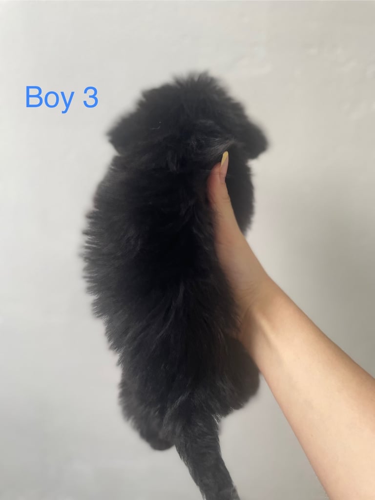 Beautiful Jack-Tzu puppies in Derby