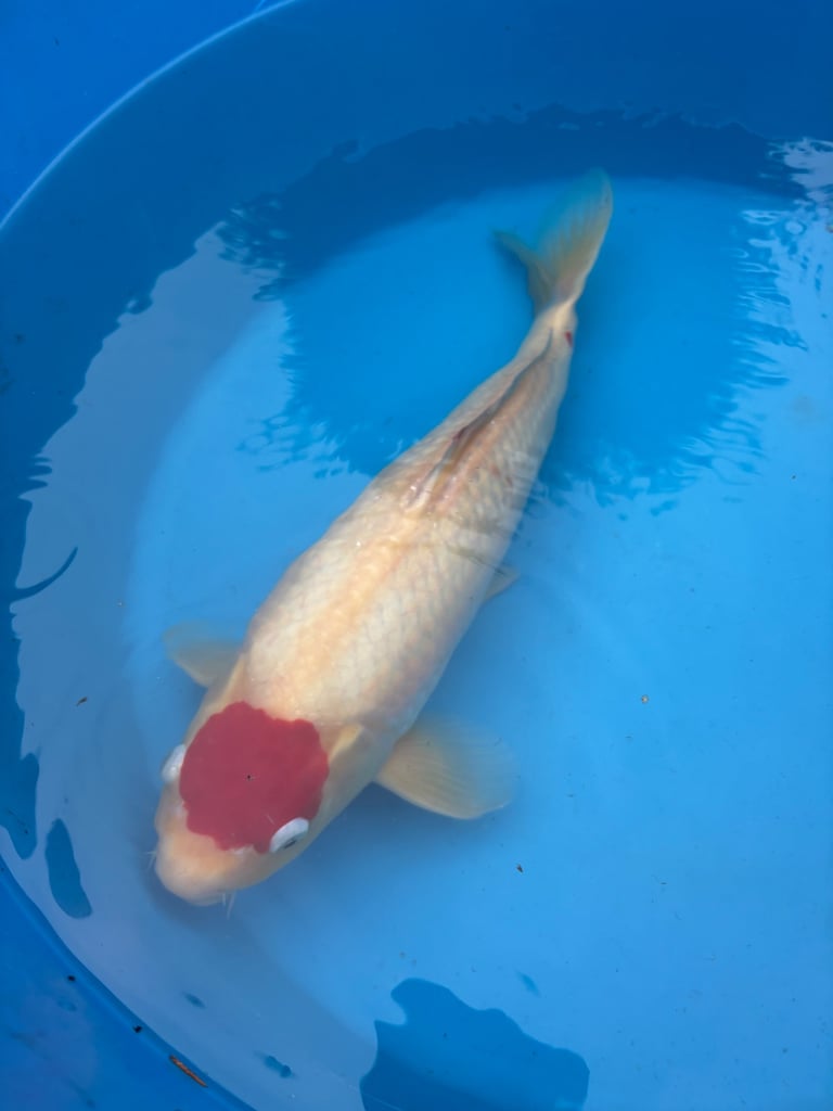 koi carp / fish 