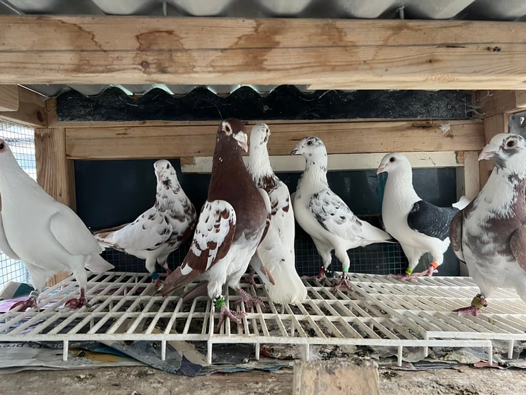 Racing pigeons for sale ( mix colour ) 