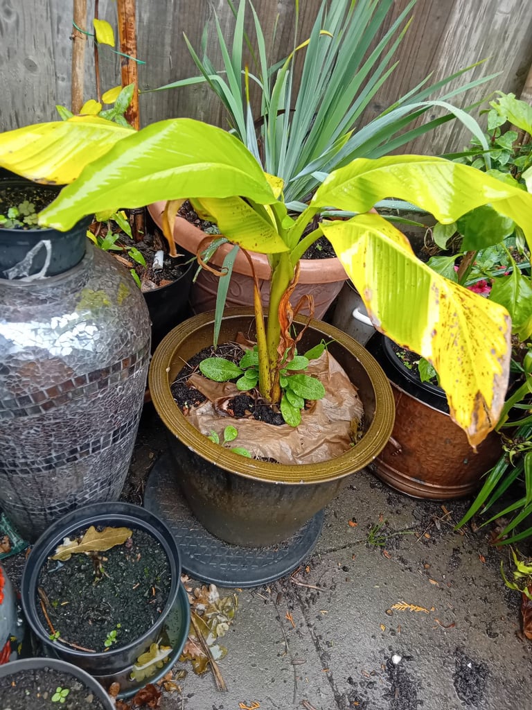 image for Banana plant