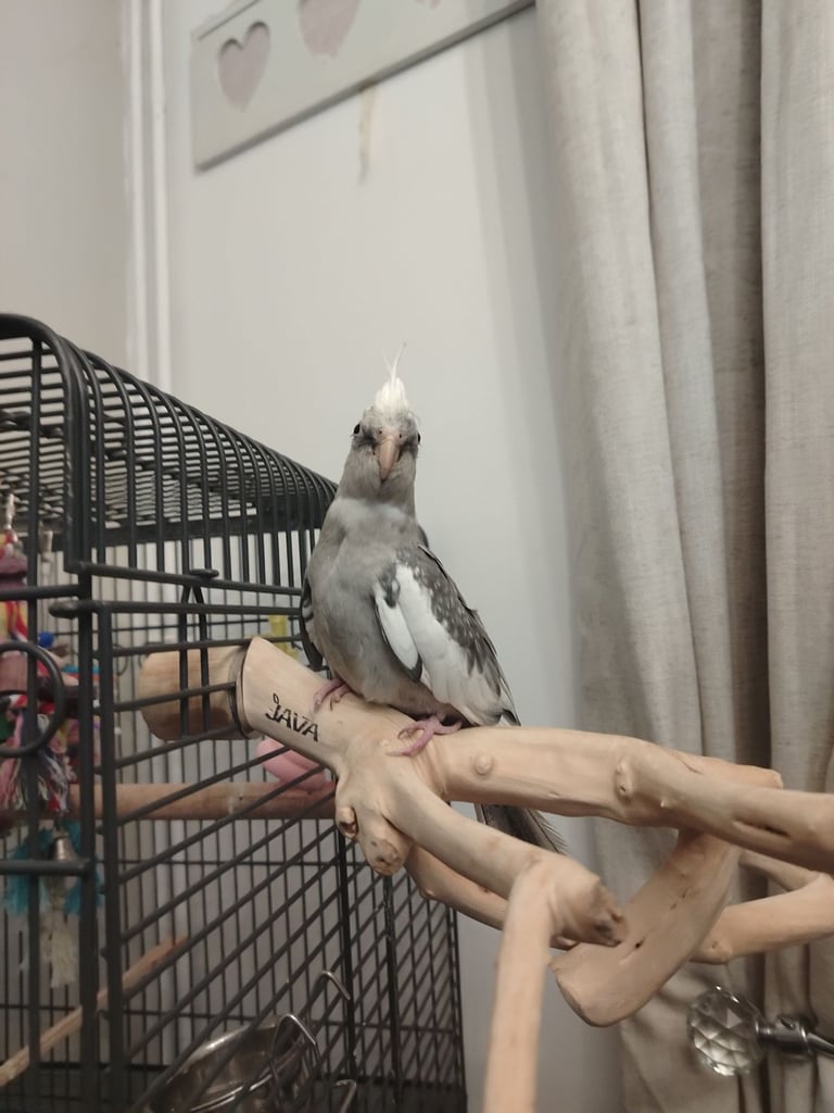 Cockatiel 