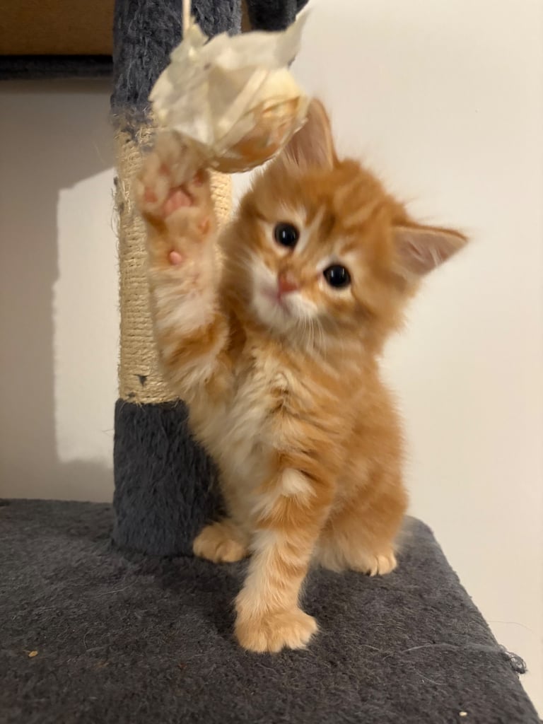 Cute long hair kitten looking for a new home 