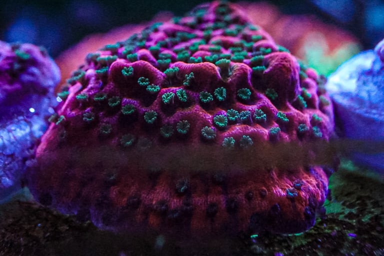 image for Tropic Thunder playing monti coral marine frags not Zoa mushroom 