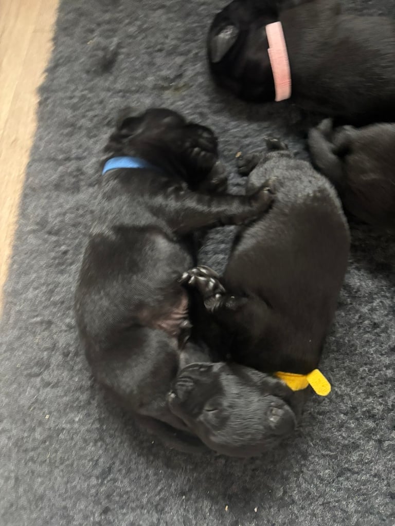 Black Lab x GSP puppies for sale 