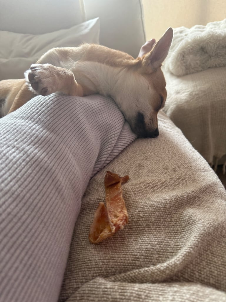 Two Chihuahua x Jack Russell Males for sale 6 months old.