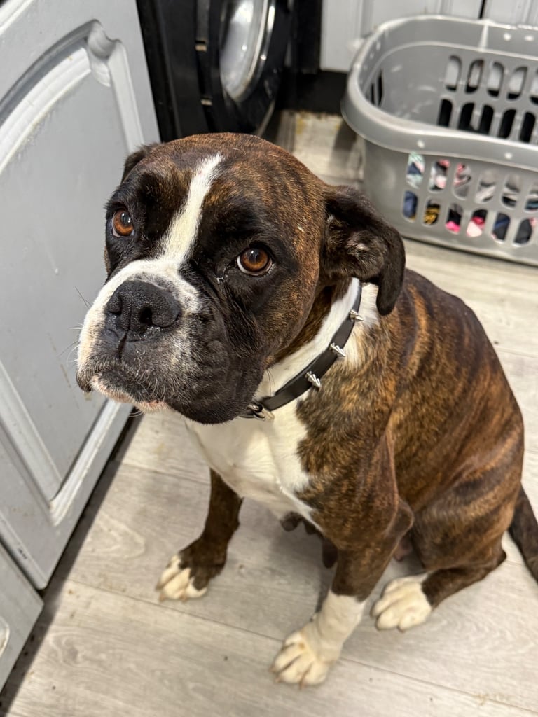 Beautiful boxer puppies 