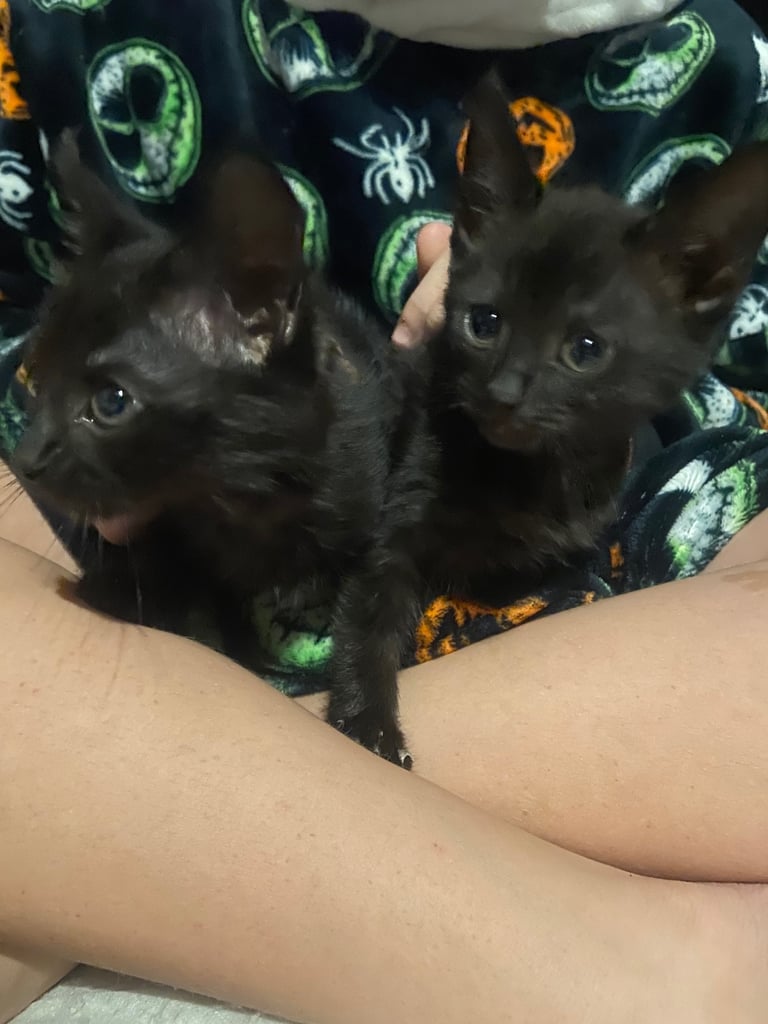 Kittens 