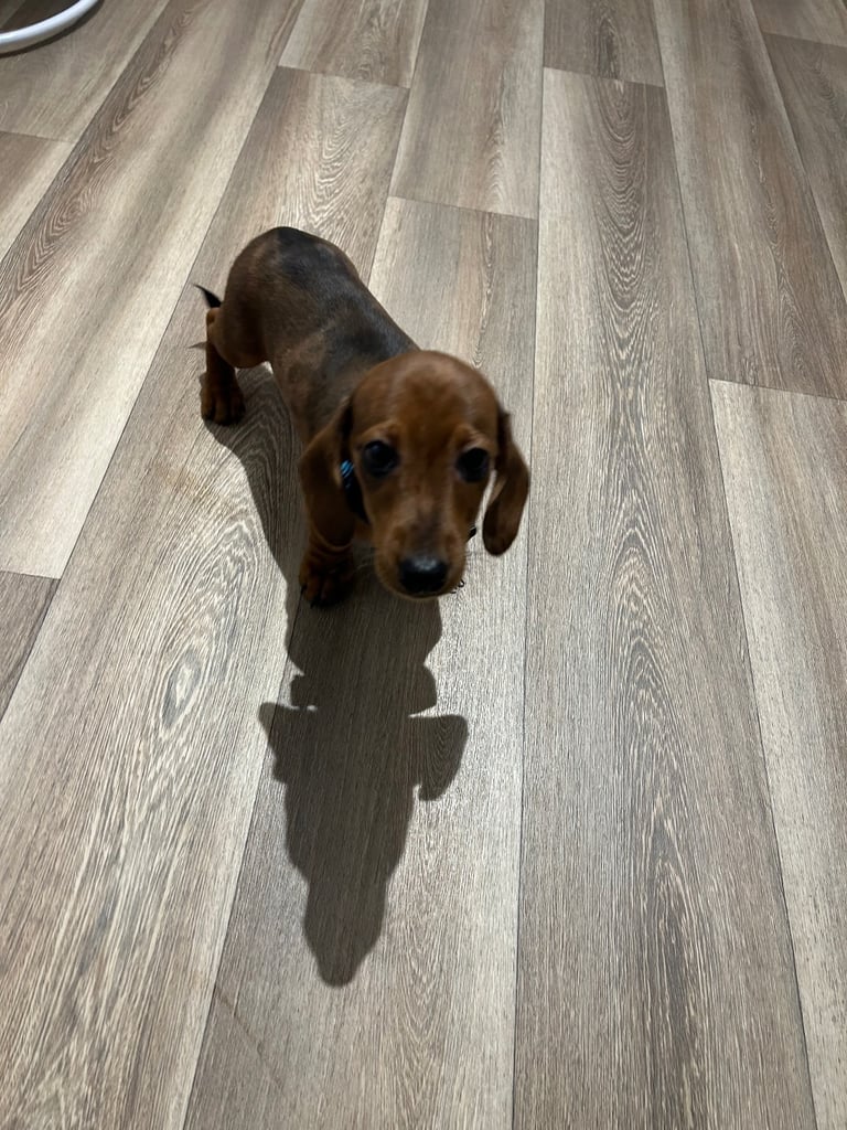 Miniature dachshund male puppy 