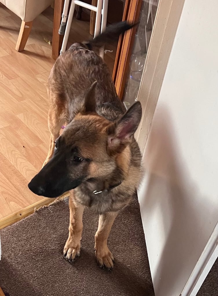 German Shepherd Male Dog 6 months Old 