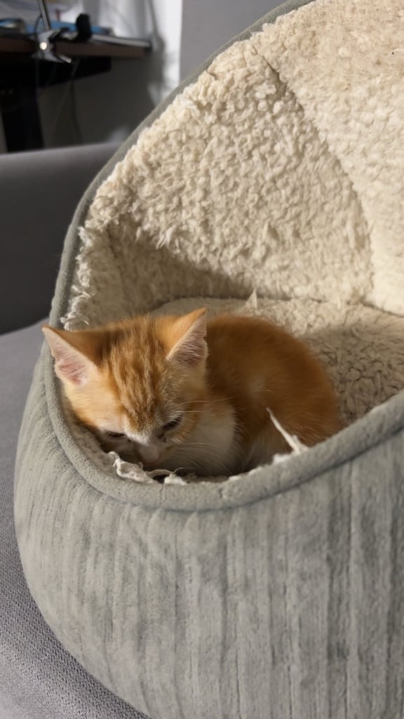 8 week old Ginger kitten ready to leave!