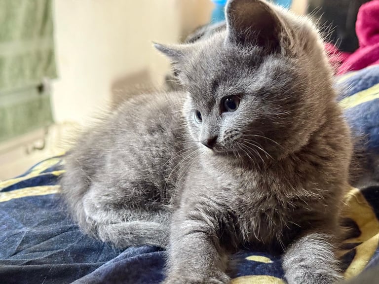 British shorthair cross