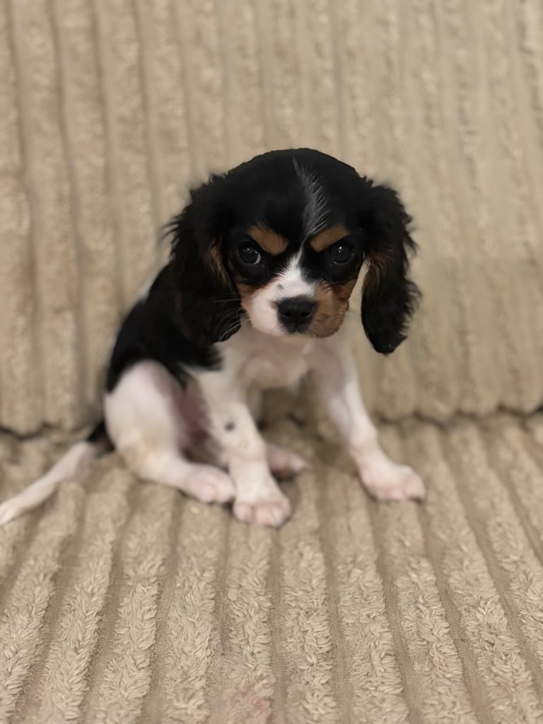 Cavalier King Charles 