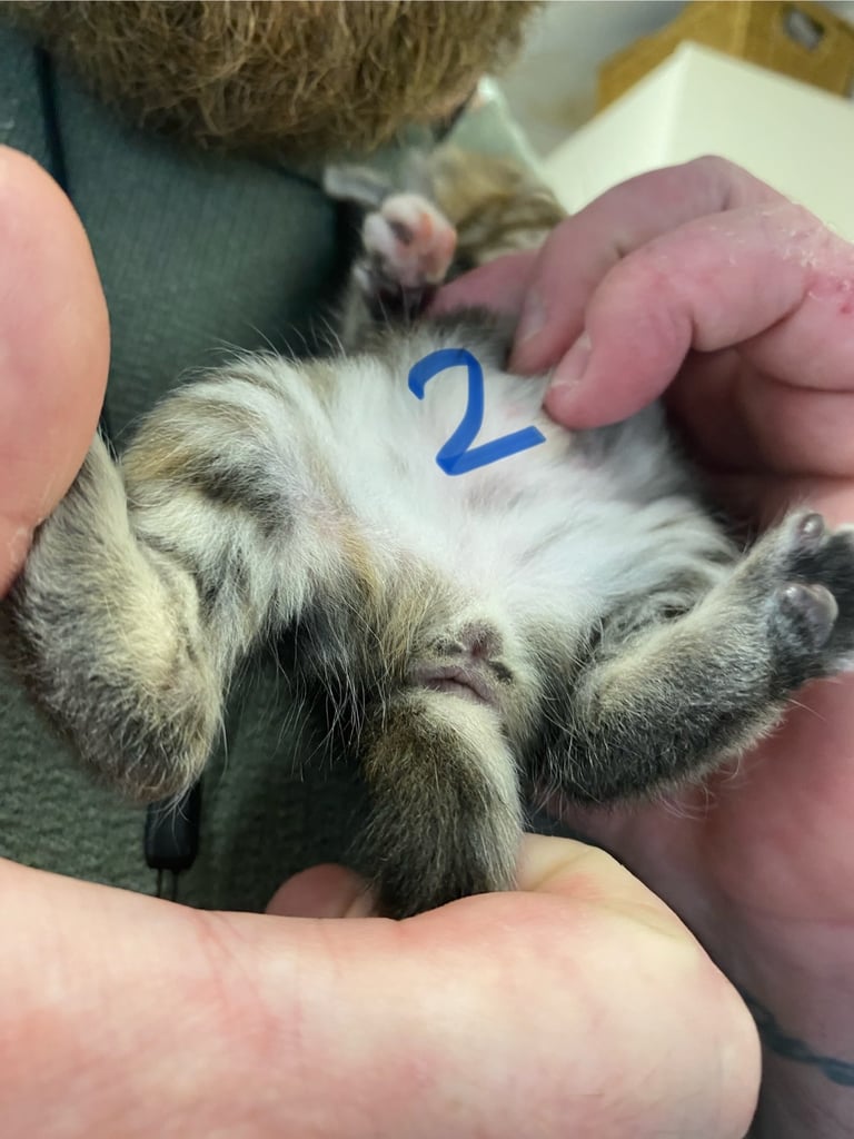 4 beautiful kittens