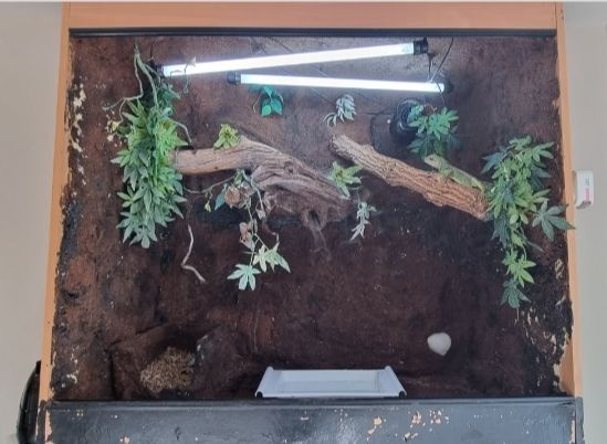 Chinese Water Dragon Enclosure/Vivarium, Stand, Fish Tank, Accessories & Dragon