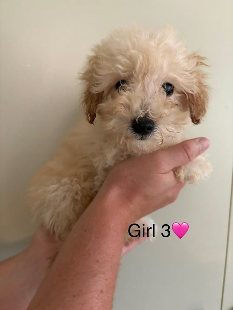 Poochon puppies
