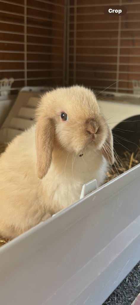 image for Baby lop ear rabbit 