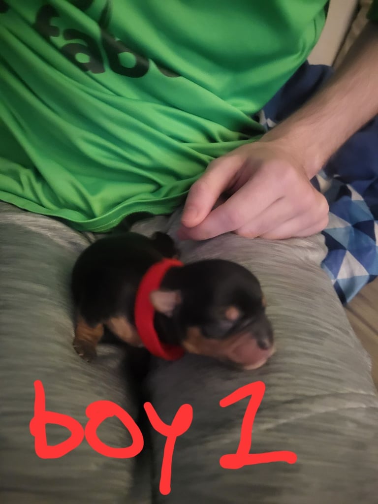 5 boy Yorkshire terrier puppies 4 weeks old