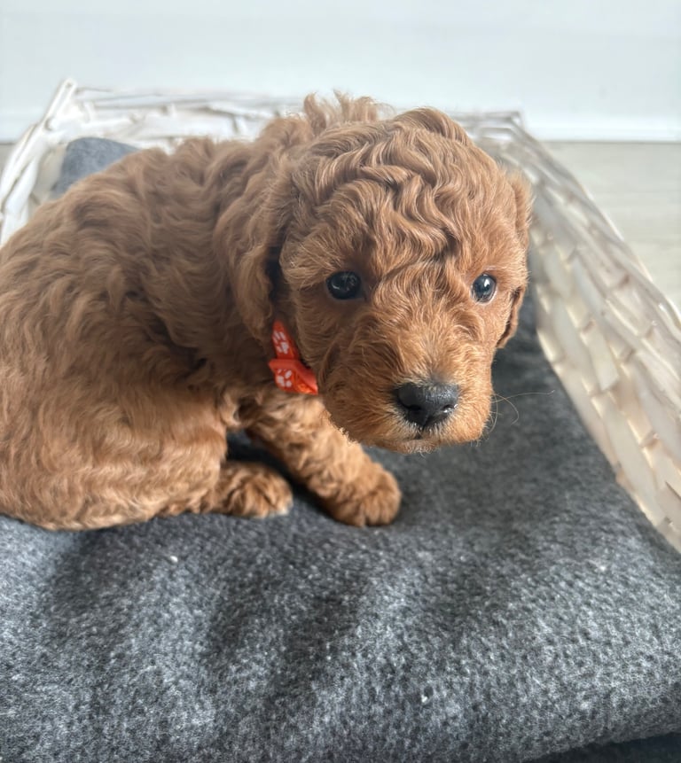 Poochons puppies 