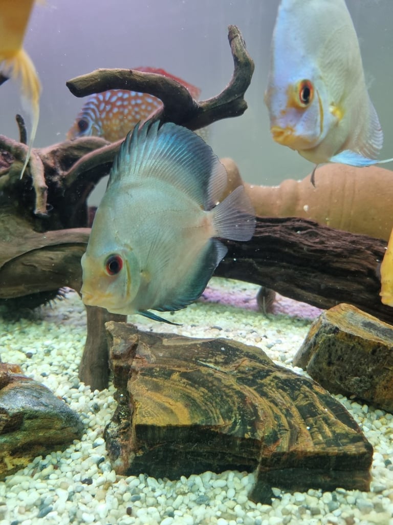 Discus Fish.        