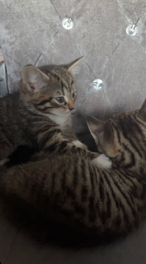 Tabby kitten