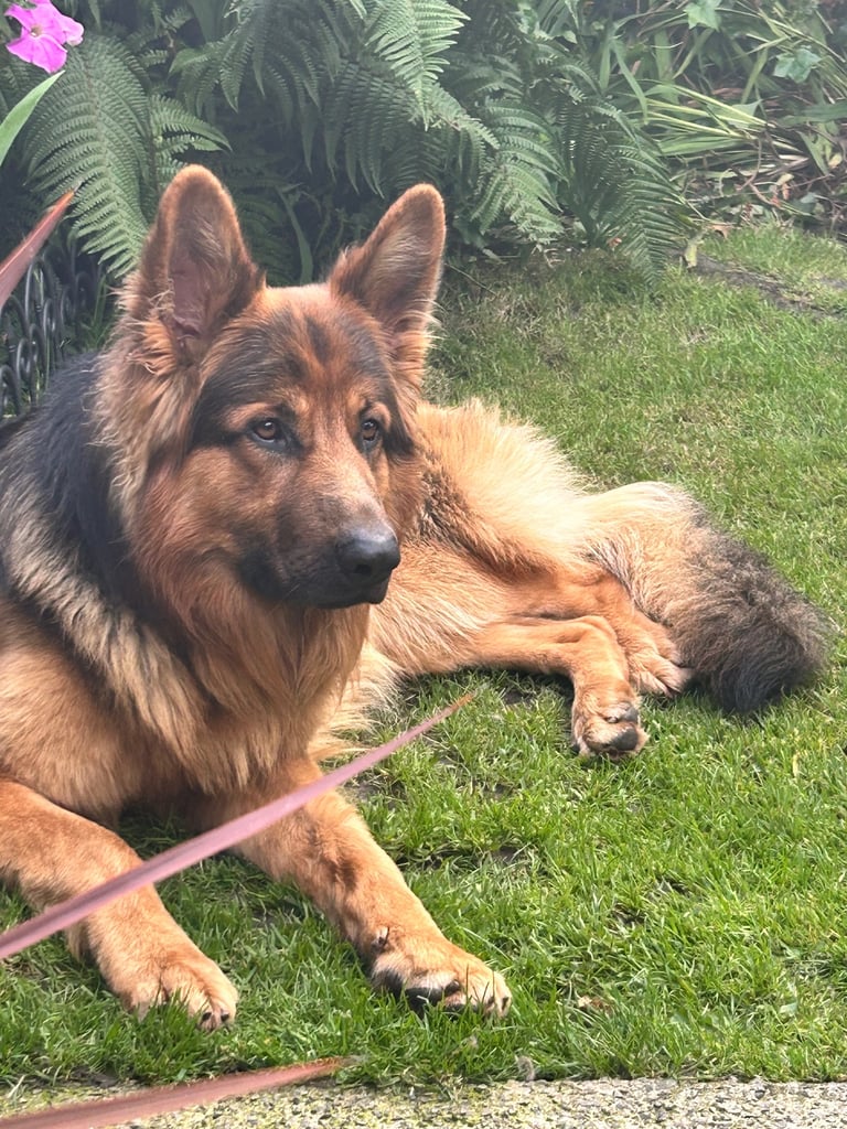 Pedigree German shepherd/ no papers