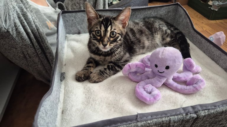 image for Kitten for sale