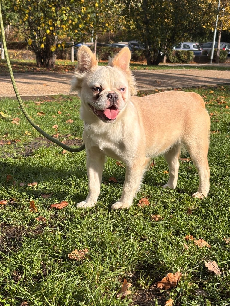 French bulldog 