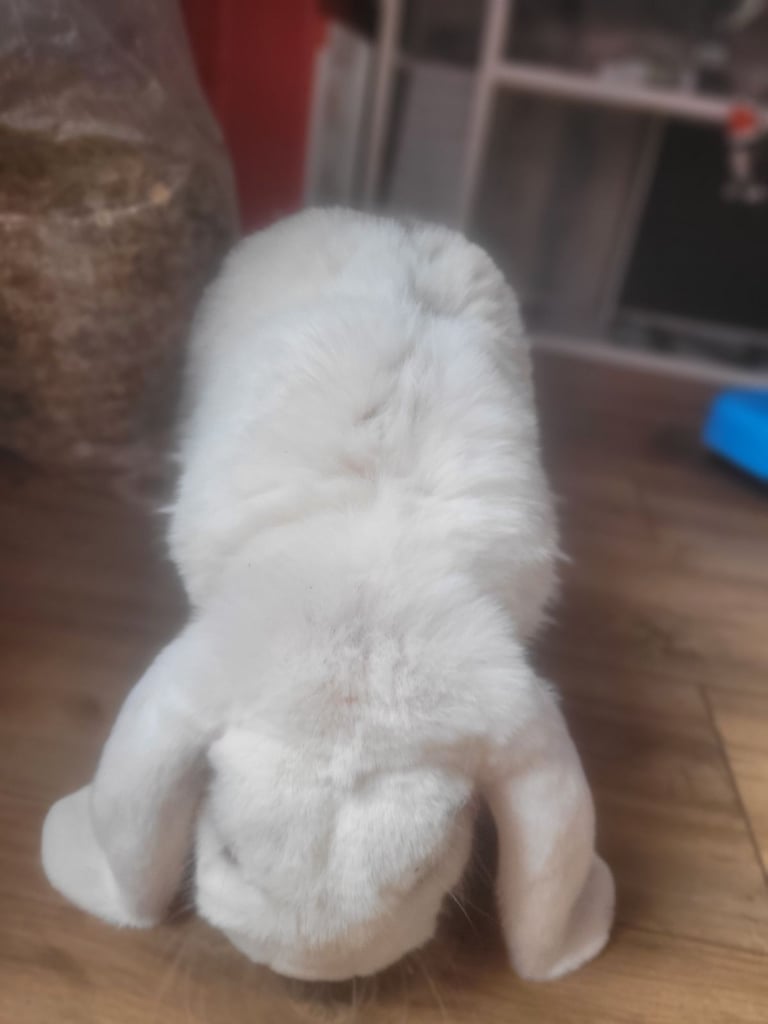 Rabbit less than 3 years old