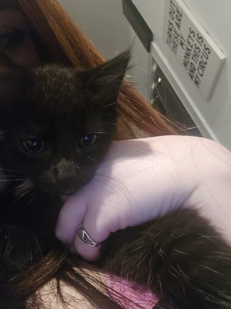 Adorable black kittens for sale