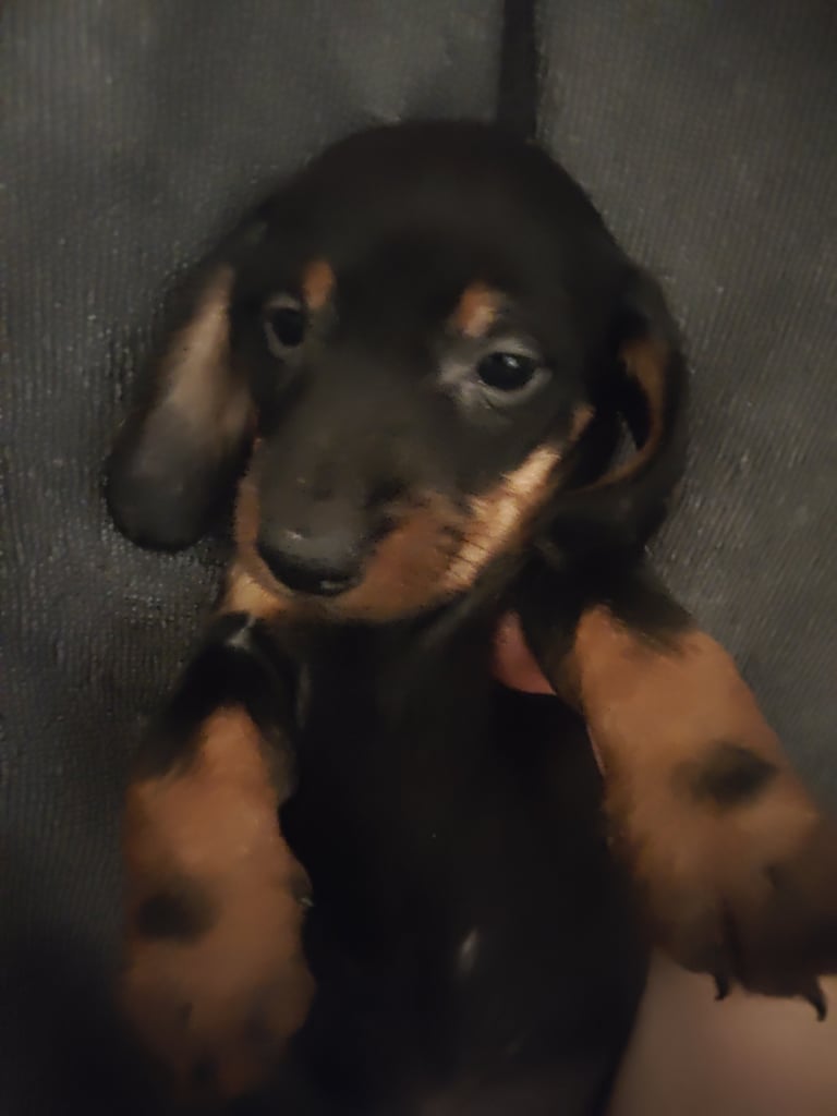 Miniature Dachshund puppies for sale 
