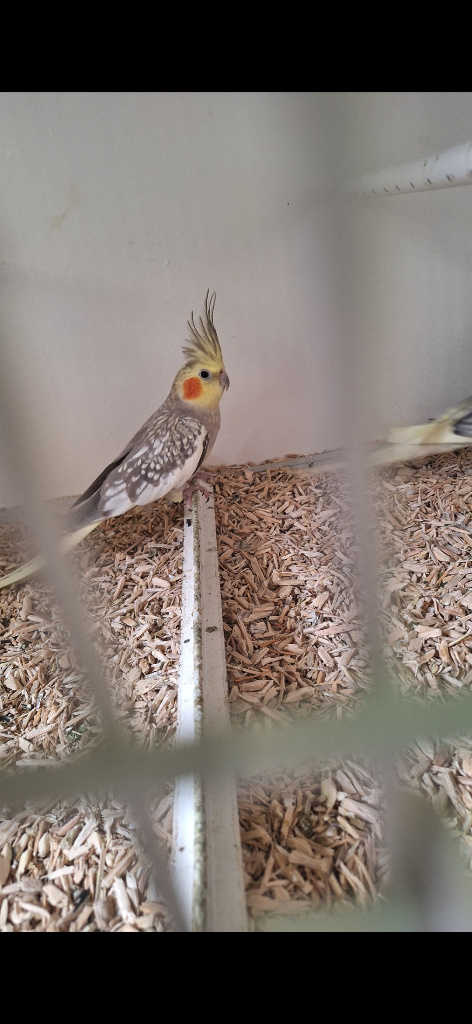 Cockatiels Birds for Sale Gumtree