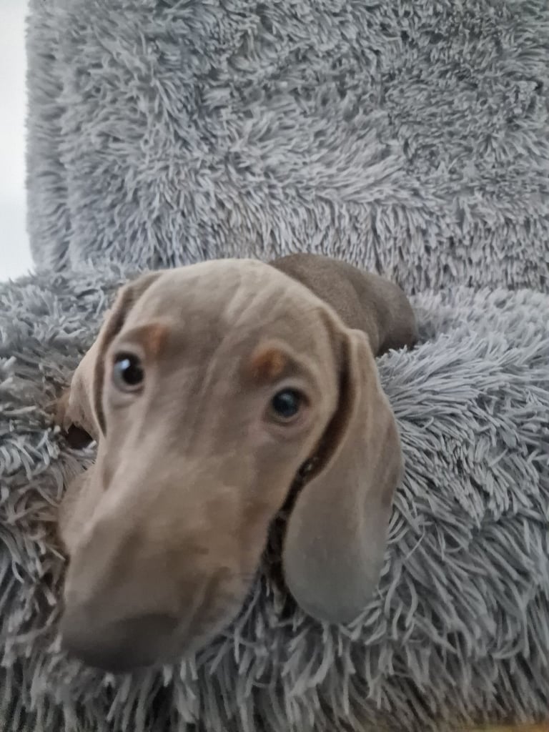 Miniture dachshund puppies 