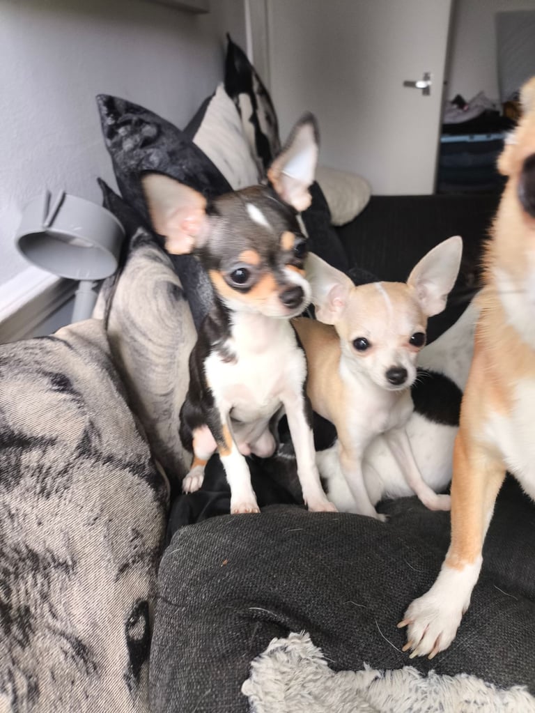 Heart stopping chihuahua puppies 