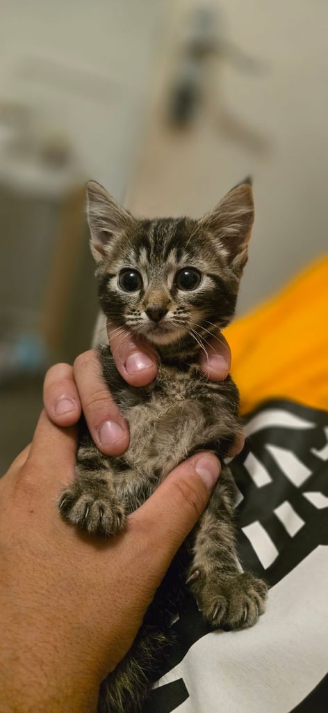 4 Fluffy kittens for sale