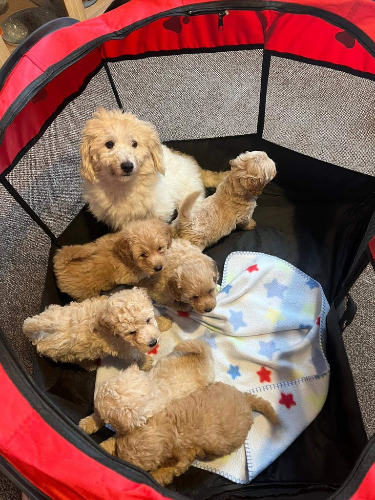 Coton noodle puppies ready now