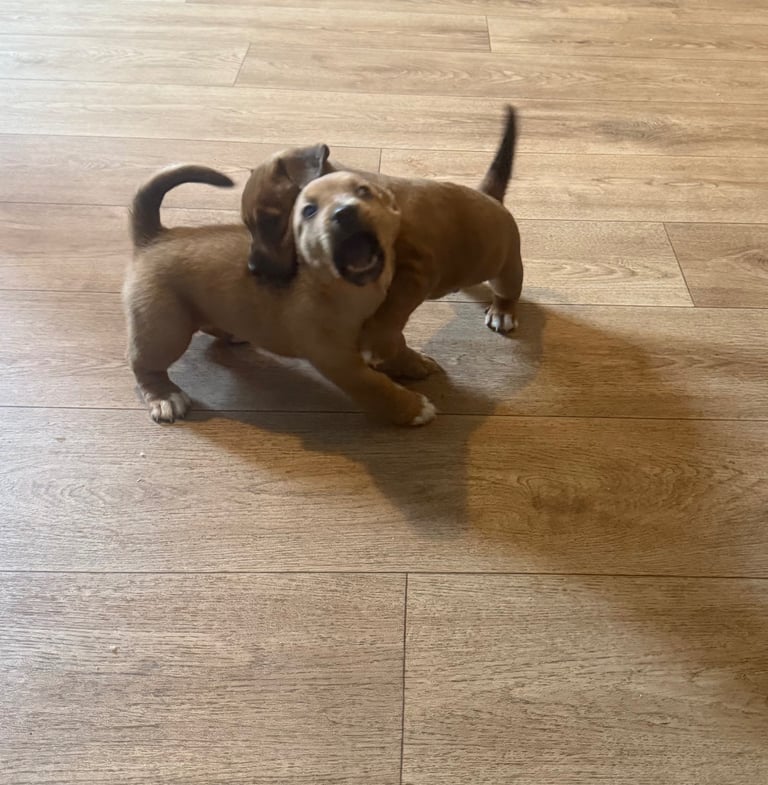 Saluki cross Rottweiler puppies 