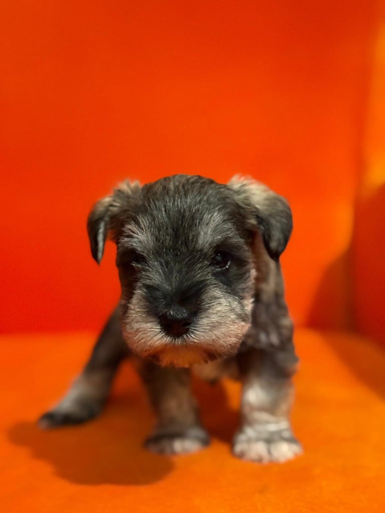Miniature schnauzer puppies 